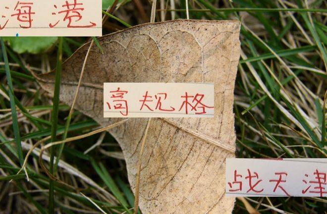 央视体育频, 显锋芒